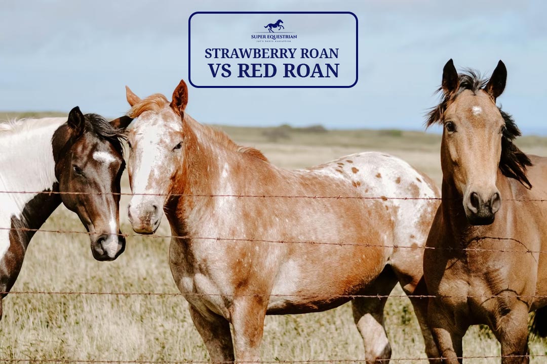 Pasture Pro Vs. Grazon HorseFriendly Herbicide With Better Pasture